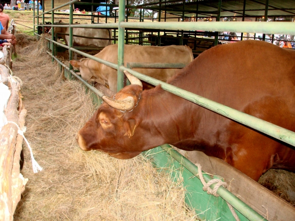 61ª Feira do Gado do Porto Moniz